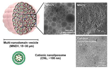 Modified DOE(MNDV)와 양전하성 리포좀(CNL)의 구조 및 전자현미경 사진