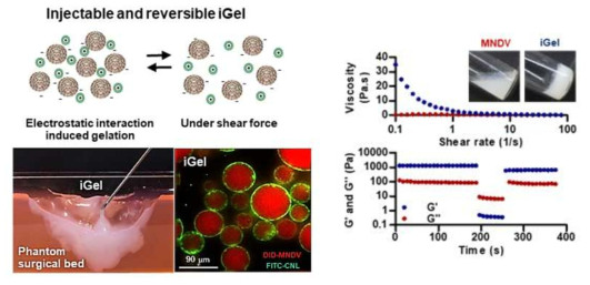 Modified DOE(MNDV)와 양전하성 리포좀(CNL)을 이용한 iGel 형성의 모식도 및 젤(Gel)의 유변학적 특성