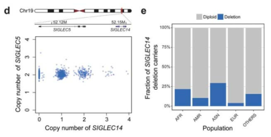 가장 구조변이 빈도가 높은 SIGLEC14 유전자의 구조 변이 프로파일을 예시로 나타냄