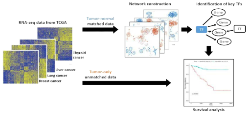 TCGA의 종양 전사체 데이터를 활용한 전사조절 네트워크 구축 및 분석과정