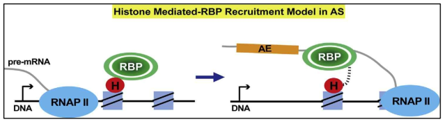 Model of histone-mediated RNA-binding protein for alternative splicing (AS)