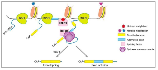 Histone acetylation mediated RBFOX recruitment model in alternative splicing