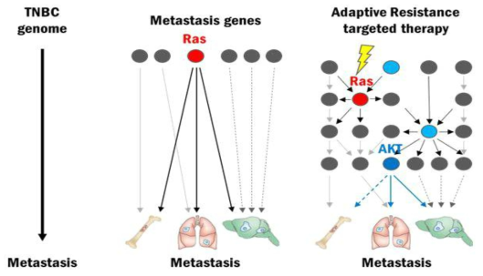 Research strategies for understanding mechanisms underlying metastasis of TNBC to the bone, brain and lung and identifying therapeutic targets