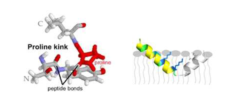 Proline 잔기에 의해 hinge 가 형성되어 외막에 붙어 오른쪽과 같은 helix-hinge-helix 구조를 형성