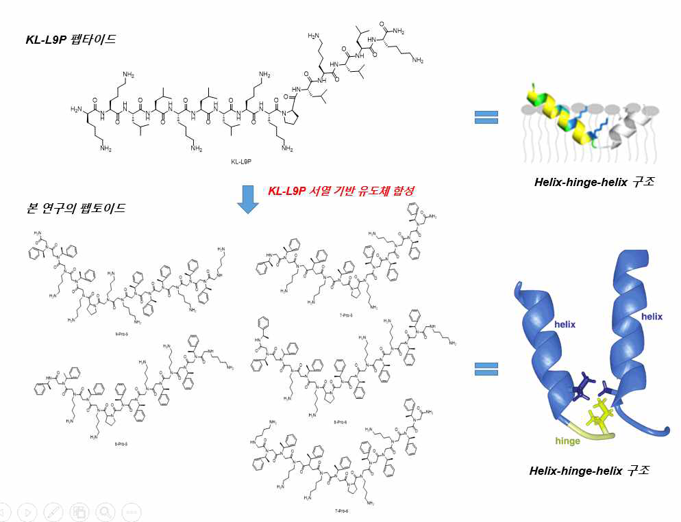 기존의 KL-L9P 펩타이드의 경우 생체 내 불안정성 등의 제한점이 있어 이를 극복하기 위한 대안으로 위와 같은 KL-L9P 서열 기반의 펩토이드 유도체를 합성 (마찬가지로 가운데 Proline 에 의해 helix-hinge-helix 구조)