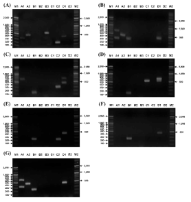 Results from multiplex PCR assays for the detection of class B carbapenemase genes in isolates. (A) E. coli M01 harboring GIM type (lane B3), CTX-M-1 type (lane A2), BER (EC, KL, AmpC-10) type (lane C1) and OXA-51 type (lane D1). (B) A. baumannii ABA0305 harboring IMP type (lane B1), TEM type (lane A1), SHV (LEN, OKP) type (lane A1), CTX-M-1 type (lane A2) and OXA-51 type (lane D1). (C) C. freundii 11-7F4560 harboring VIM type (lane B1), TEM type (lane A1), CMY-1 (MOX, FOX, AmpC-9) type (lane C2), OXA-2 type (lane D1) and OXA-1 type (lane D1). (D) P. aeruginosa PAE0832 harboring VIM type (lane B1), PDC (AmpC-4) type, OXA-2 type (lane D1) and OXA-10 type (lane D1). (E) E. coli M160490 harboring NDM type (lane B1), BER (EC, KL, AmpC-10) type (lane C1), OXA-51 type (lane D1). (F) C. freundii M160325 harboring NDM type (lane B1) and OXA-51 type (lane D1). (G) K. pneumoniae M160237 harboring NDM type (lane B1), TEM type (lane A1), SHV (LEN, OKP) type (lane A1), CTX-M-1 type (lane A2) and OXA-1 type (lane D1)