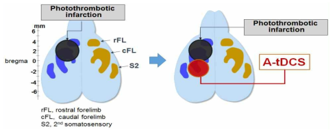 rFL영역에 광학적 뇌경색 유발 및 cFL 영역에서 A-tDCS 자극 모식도