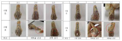 세포 분화 시험 예시