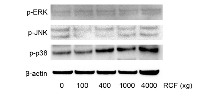 Centrifugal force 크기에 따른 Cell stress induced signal