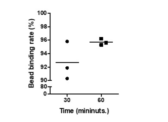 결합 시간에 따른 백혈구와 Micro-beads 결합률(%)
