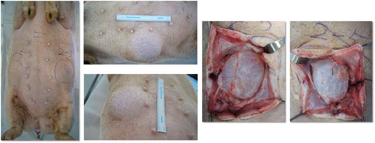 유방 보형물 삽입된 micro-pig로부터 조직 채취 과정