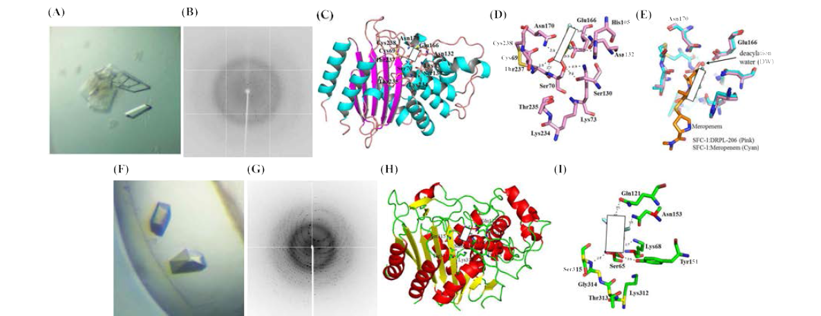 (A) Crystal of SFC-1:DRPL-206 with dimensions 0.3 x 0.3 x 0.2 mm. (B) Crystal diffraction image of SFC-1:DRPL-206. (C) Overall structure of SFC-1:DRPL-206. SFC-1 is represented as pink and cyan ribbon diagram. (D) Active site residues of SFC-1:DRPL-206. (E) Active site residues of SFC-1:DRPL-206 (Pink) and SFC-1:Meropenem (Cyan, PDB entry 4EUZ). Superposition of SFC-1:DRPL-206 with SFC-1:Meropenem. Deacylating water molecule (DW) is shown as red sphere. (F) Crystal of CMY-10:DRPL-206 with dimensions 0.2 x 0.2 x 0.1 mm. (G) Crystal diffraction image of CMY-10:DRPL-206. (H) Overall structure of CMY-10:DRPL-206. CMY-10 is represented as yellow and red ribbon diagram. (I) Active site residues of CMY-10:DRPL-206. Cα atoms are color-ramped from blue (N) and red (C) termini. Selected active site residues are shown in sticks. Hydrogen bond interactions are shown as dotted lines