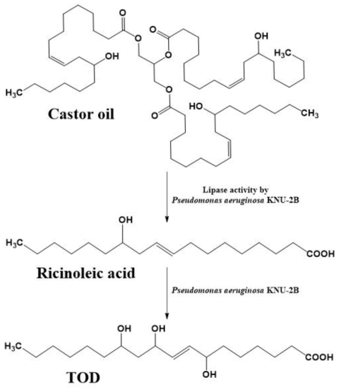 피마자오일로부터 TOD 생산 개략도