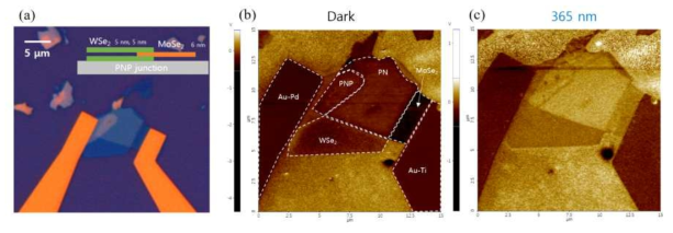 (a) WSe2/MoSe2 이종접합소자의 각 영역별 포텐셜을 측정하여 분석한 결과임. (b) 어두운 조건에서 측정된 포텐셜 맵 이미지. (c) 자외선을 조사시킨 상태에서 측정된 포텐셜 맵 이미지