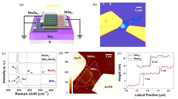 대표적인 MoSe2 / WSe2 / MoSe2 (NPN) 이종 접합의 현미경 분석, 라만 분광법 및 AFM 측정. (a) NPN 장치의 개략도. SiO2 기판 상에 NPN 접합을 갖는 이종 구조는 LED 조명 (실온/진공에서 측정, 파장 :365, 560 및 850 nm). (b) NPN 장치의 광학 현미경 사진. (c) 개별 소수층 WSe2의 라만 스펙트럼 (파란색), MoSe2 (빨간색) 및 이종접합 영영 (검정색). (d) AFM에 의해 획득된 NPN 소자의 지형 이미지. (e) WSe2 및 MoSe2의 라인 프로파일 지형은 각각 파란색과 빨간색 선으로 표시함