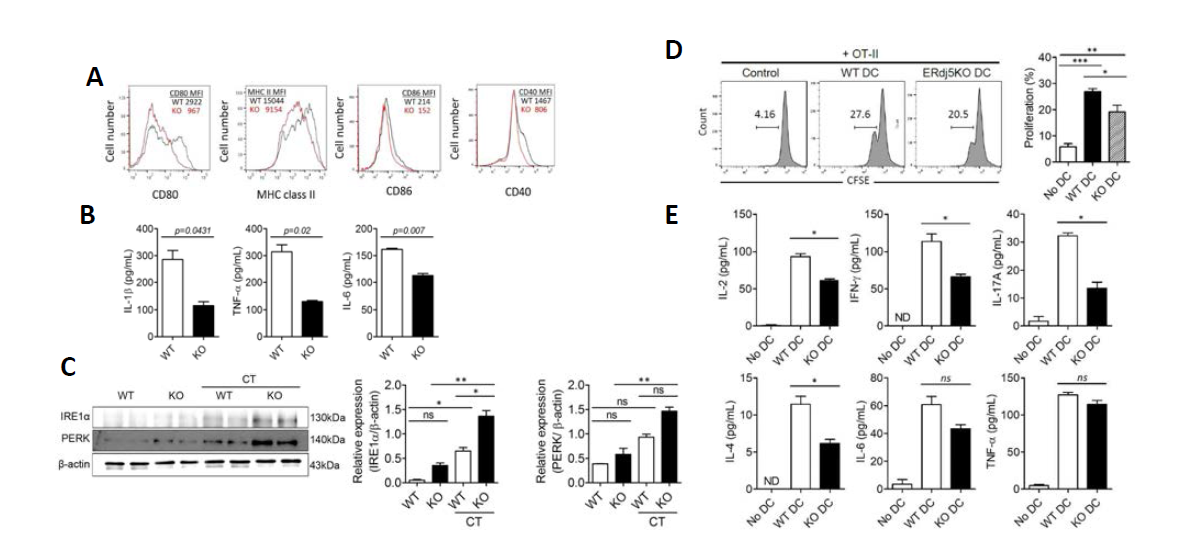선천면역 세포의 활성과 T세포 분화에 ERdj5의 역할