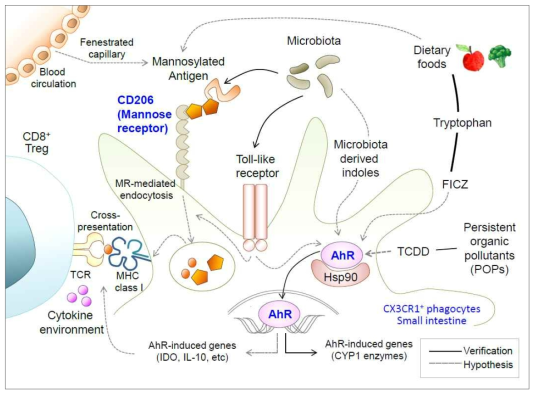 소장점막의 CX3CR1발현 대식세포에서 환경신호인지 수용체를 통한 면역조절 기전의 가설