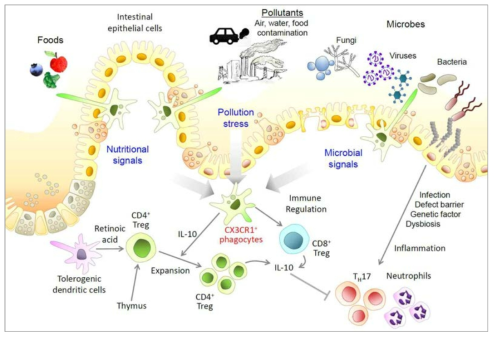 장점막 대식세포의 환경인자 통합조절 네트워크를 활용한 면역조절시스템 형성