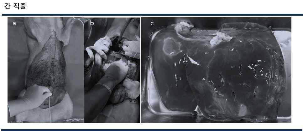 적출된 돼지의 간