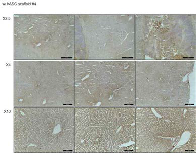 hNuclei 염색