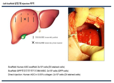 hNuclei 염색