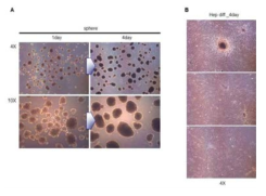 분화된 간세포의 spheroid 배양 A. spheroid 배양 B. spheroid 세포의 attachment시킨 모습