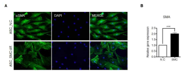 지방유래 줄기세포의 평활세포로의 분화 유도 A. 지방유래 줄기세포의 혈관내피세포로의 분화 유도 후 α-SMA 면역염색 B. Realtime-PCR을 이용한 α-SMA의 발현 확인