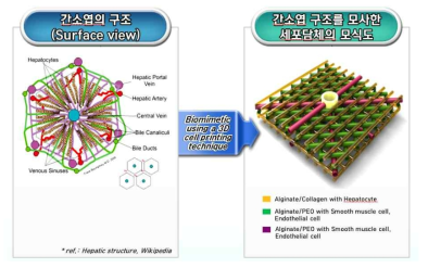 다종세포로 이루어진 인공간블록의 모사체 모식도