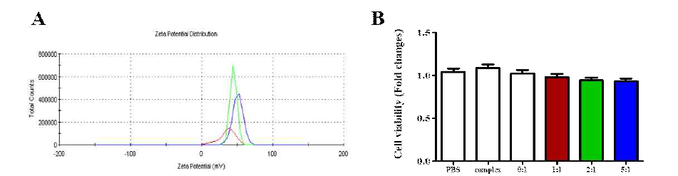 세포 투과성 펩타이드와 바이오마커를 융합한 융합체의 사이즈 조사 및 세포 독성 확인 A: 융합체의 사이즈 확인을 위한 Z-potential 조사 B: 세포 독성 확인