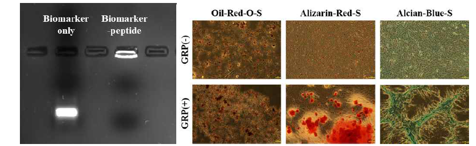제조된 바이오마커-펩타이드 융합체를 이용한 고기능성 줄기세포 선별군과 혼합군에서의 분화 효능 비교