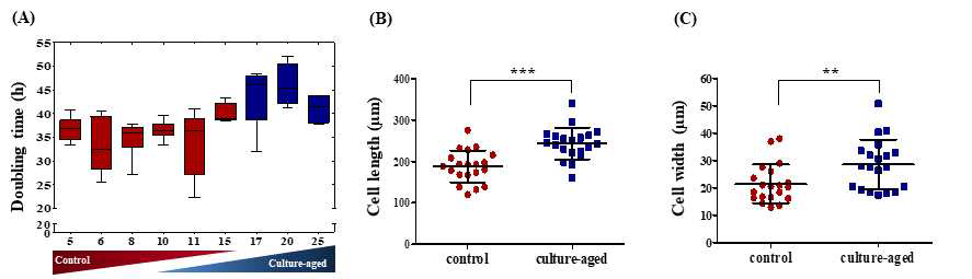 계대별 미분화 줄기세포의 증식 시간 변화 및 세포 morphological 변화 확인