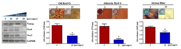 미분화 줄기세포와 노화된 미분화 줄기세포의 stemness 마커의 발현 확인 및 분화 효능 비교조사