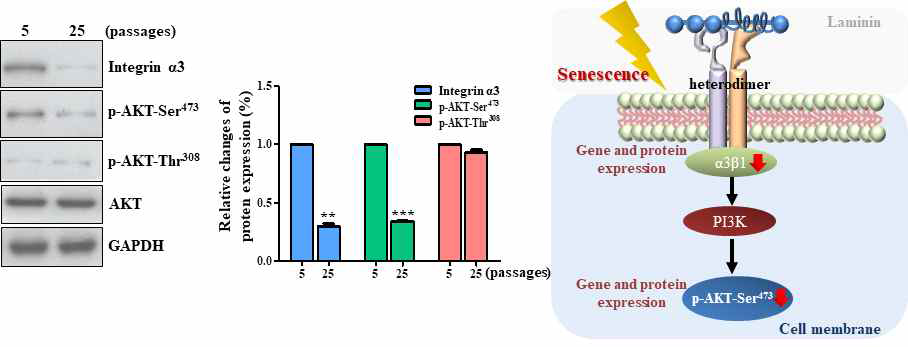 미분화 줄기세포와 노화된 줄기세포에서 발현 변화가 있는 Integrin α3의 발현 기전 조사