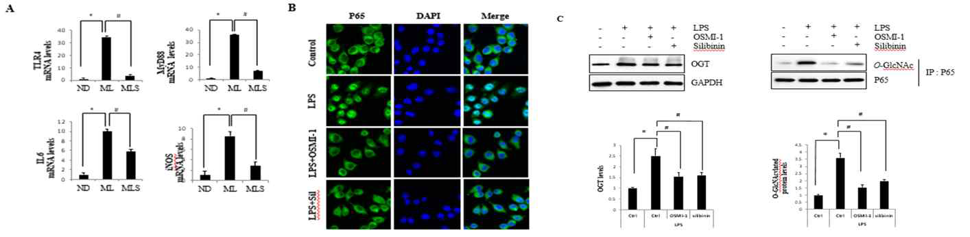 Silibinin inhibits the NF-κB-signaling pathway of NASH. (A) Liver tissue extracts were prepared from mice fed the ND, MCD/LPS, or MCD/LPS + silibinin diets. Hepatic mRNA levels of ,and the NF-κB-mediated inflammatory cytokines IL-6 and iNOS were measured by qRT-PCR. MCD/LPSgroup. All images shown are representative of three independent experiments. (B) Raw 264.7 cells were untreated or pretreated with OSMI-1 (50 μg/mL) or silibinin (100 μg/mL) for 30 min, and then stimulated with LPS (100 ng/mL) for 1 h. Immunofluorescent staining of NF-κB p65 or DAPI in raw 264.7 .(C) Raw264.7 cells were untreated or pretreated with OSMI-1(50μg/mL) or silibinin(100 μg/mL) for 30min, andt henstimulated with LPS(100 ng/mL) for 1 h