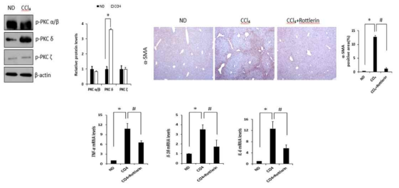 Effects of PKC on carbon tetrachloride (CCl4)-induced liver fibrosis in mice. Phosphorylated PKC isoforms (α/β, δ, and ζ) in CCl4 mice after rottlerin treatment were analyzed by immunoblotting. The level of α-SMA in CCl4 mice after rottlerin treatment was analyzed by immunoblotting. Representative liver tissue sections from ND, CCl4, and CCl4 + rottlerin mice were stained with α-SMA. Hepatic mRNA levels of TNF-α,IL-1 and L-16 were measured by qRT-PCR