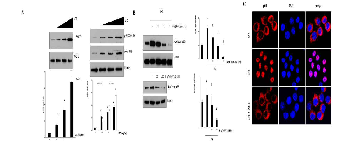 PKCδ up-regulates NF-κB translocation in lipopolysaccharide (LPS)-stimulated RAW 264.7 macrophages. (A) RAW 264.7 macrophages were treated with or without LPS (0.1, 1, and 5 μg/mL). (B) Cells were pretreated with different concentrations of rottlerin (0.1, 1, or 5 μM, the upper panel) V1-1 (10 – 100 ng/mL, the lower panel) for 1 h and then incubated with LPS (1 μg/mL); this was followed by the measurement of nuclear p65 and total p65 by immunoblot assay. Lamin was used as a loading control for the nuclear protein. (C) Cells were pretreated with or without V1-1 for 1 h, followed by incubation with 1 μg/mL LPS additional and then immunostained with DAPI and anti-p65 Abs