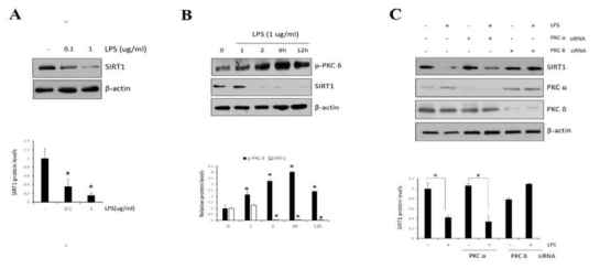 Effect of PKCδ on LPS-induced sirtuin-1 (SIRT1) expression in RAW 264.7 macrophages. (A) Cells were treated with LPS (0.1 and 1 μg/mL), followed by SIRT1 measurement. (B) Cells were treated with LPS (1 μg/mL), followed by the measurement of phosphorylated PKCδ and SIRT1 in lysates after 1, 2, 6, and 12 h. (C) Cells were transfected with PKCα or PKCδ siRNA and after 24 h and were then treated with LPS (1 μg/mL), followed by the measurement of SIRT1 with PKCα and PKCδ