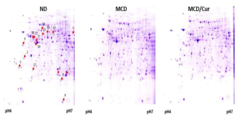 Protein expression map of mouse liver. Coomassie Blue-stained 2DE gel shows proteins derived from mice fed ND, MCD diet or MCD + curcumin diet. The proteins from mouse liver were loaded on 24 IPG strip (pH 4-7) and then run on SDS-PAGE (12%). The protein spots significantly affected by different diet feeding are indicated by arrows. The numbers on the gel correspond to the numbers in Table 1
