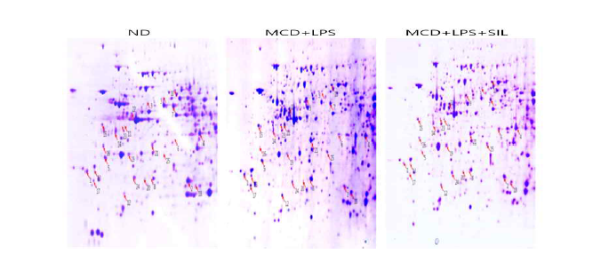 Protein expression map of mouse liver. Coomassie Blue-stained 2DE gel shows the proteins derived from mice fed ND, MCD/LPS, or MCD/LPS + silibinin-treated diet. The proteins from the mouse liver were loaded on a 24 IPG strip (pH 4-7) and subjected to SDS-PAGE (12%). The protein spots significantly affected by different diets are indicated by arrows. The numbers on the gel correspond to the spot numbers in Table 1