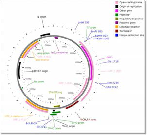 AAV-SIRT3 Plasmid Map