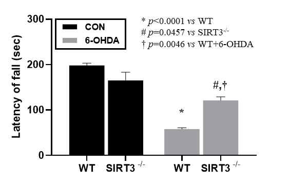 파킨슨병 동물모델에서 SIRT3-결핍에 따른 운동능력 분석 (Rota-rod)