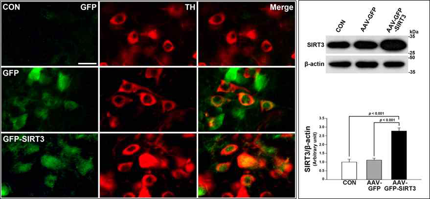 AAV-SIRT3 도입 후 발현 여부