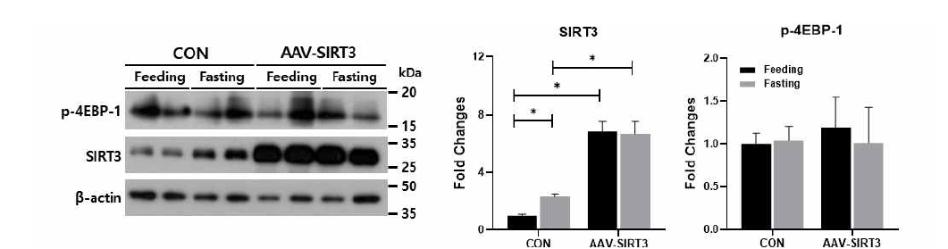 SIRT3 과발현에 생존 관련 인자 발현 변화