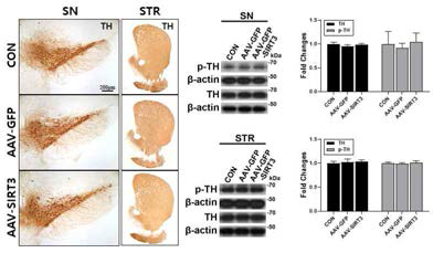 마우스의 흑질 및 선조체에서 SIRT3 과발현에 의한 도파민성 신경세포의 활성 변화