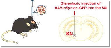 AAV-α-synuclein(A53T)을 이용한 동물모델 제작