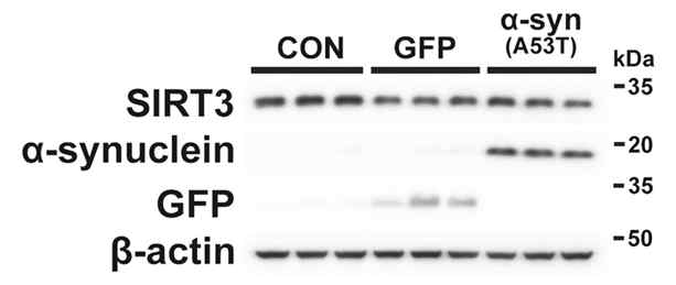 α-syn(A53T)를 과발현한 파킨슨 동물모델에서 SIRT3 발현
