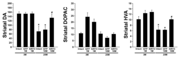 SIRT3 과발현 동물모델에서 노화에 따른 도파민 시스템의 변화