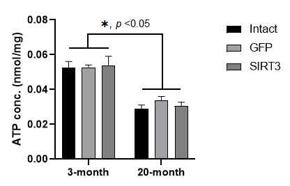 SIRT3 과발현 동물모델에서 노화에 따른 ATP 레벨 변화