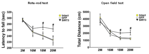 SIRT3 과발현 동물모델에서 노화에 따른 행동분석