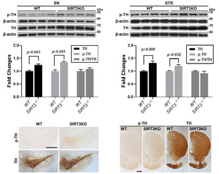 SIRT3-결핍 마우스의 흑질 및 선조체에서 도파민성 신경세포의 활성 측정